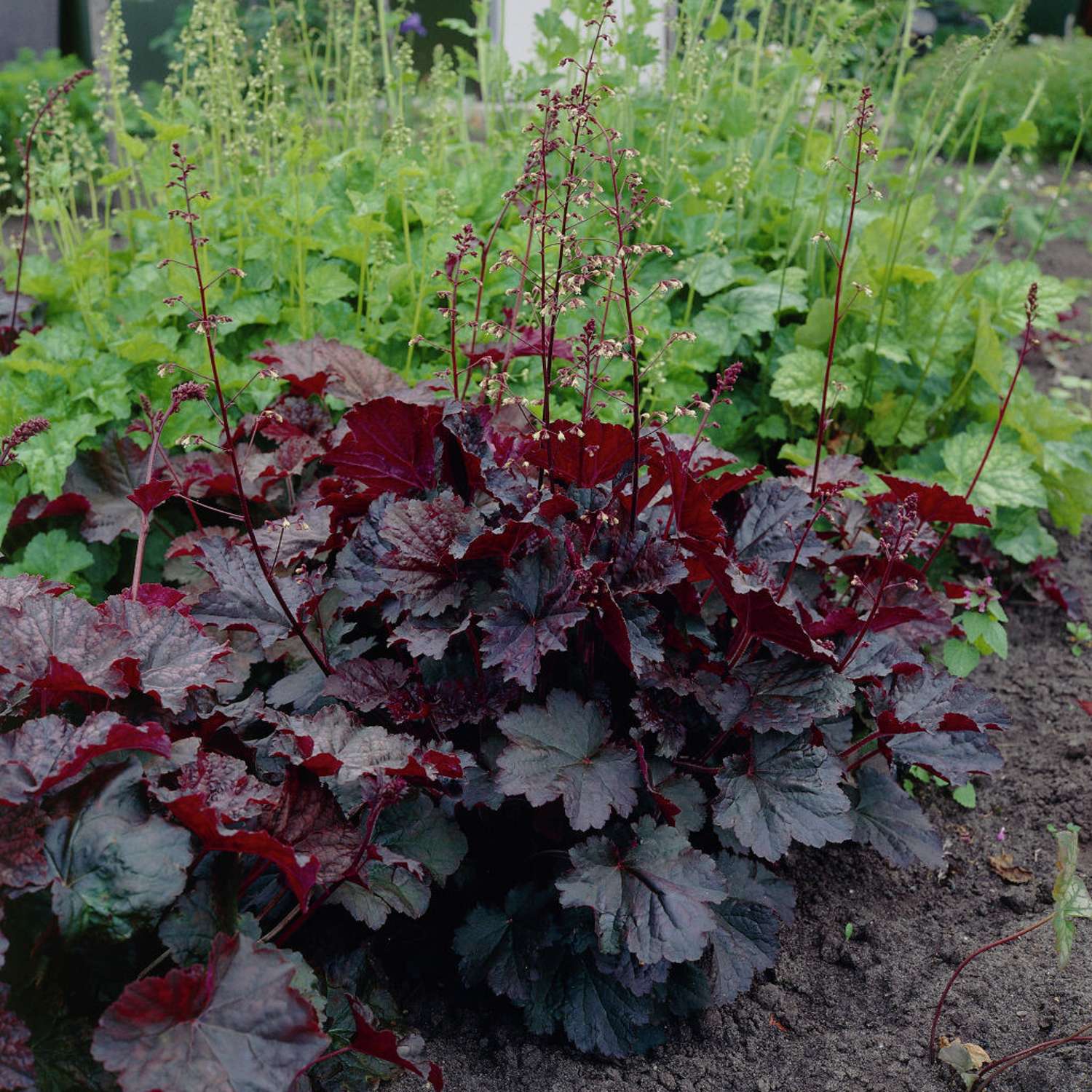 Purppurakeijunkukka 'Palace Purple' (Heuchera villosa)